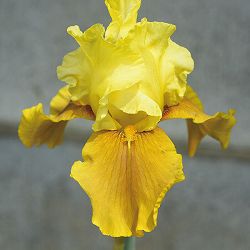 ジャーマンアイリス：ベイベリーキャンドル　地堀苗