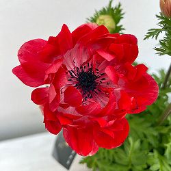 アネモネ【極-KIWAMI-】：ポルトダブル スカーレット3.5号ロングポット