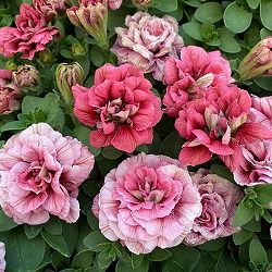 ペチュニア：ホイップマカロン　ブラックベリー3-3.5号ポット