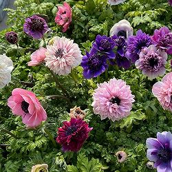 アネモネ：アンアリス（花色いろいろ）2年生株3.5号ポット 12株セット