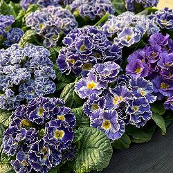 プリムラ：シルバーブルー3.5号ポット 12株セット