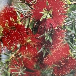 カリステモン：スポットファイヤー6号鉢植え