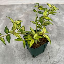 園芸ネット本店｜ホヤ：ベラ バリエガータ セブンスター 2.5号硬質