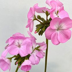 ゼラニウム：ピントプレミアム ラベンダー5号鉢植え