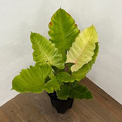 （わけあり特価）フィロデンドロン：スノードリフト　8号鉢植え
