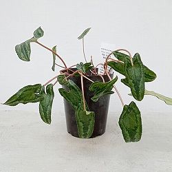 園芸ネット本店｜原種シクラメン：葉模様を楽しむヘデリフォリウム