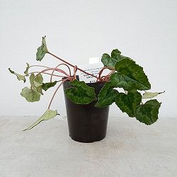 園芸ネット本店｜原種シクラメン：葉模様を楽しむヘデリフォリウム