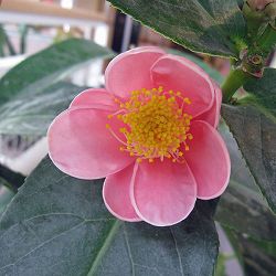 ベトナム椿（ツバキ）：ハイドン5号ポット