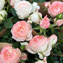 ミニバラ：ラブリーモア4号ポット