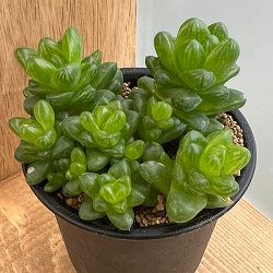 ハオルチア：ウンビラティコラ　3号鉢植え