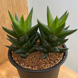 ハオルチア：紫翠殿　3号鉢植え