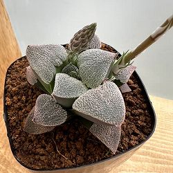 ハオルチア：交配実生株（ピグマエア錦実生×ピグマエア）　2.5号