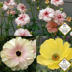 ラナンキュラス：ラックス3種セット／アリアドネ・ピュタロス２・ヘスティア3.5-4号ポット