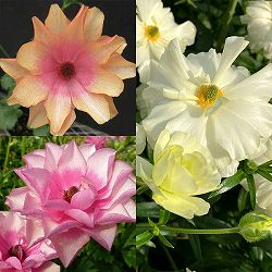 ラナンキュラス：ラックス3種セット／グレーシス・ヘラ・キュベレー3.5-4号ポット