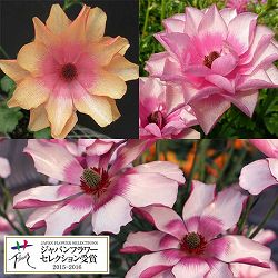 ラナンキュラス：ラックス3種セット／リュキア・ヘラ・キュベレー3.5-4号ポット