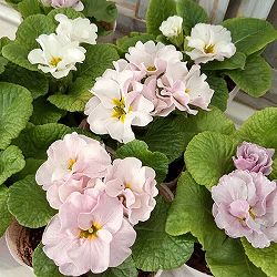 プリムラジュリアン・ハイブリッド：ラヴィスピーチシルバー3号ポット 2株セット