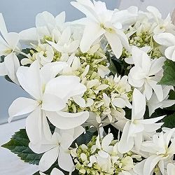 アジサイ：月うさぎ 5号鉢植え*