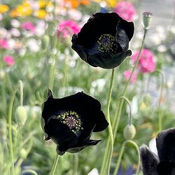 ポピー：ブラックマジック3号ポット 6株セット