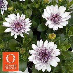 オステオスペルマム：マルガリータ ダブルホワイト3.5号ポット