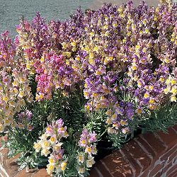 リナリア：マロンパレット　花色見計らい3.5号ポット