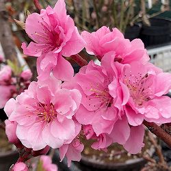 ハナモモ（花桃）：矢口桃（ヤグチモモ）6号ポット