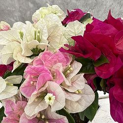 [春の鉢花予約]ブーゲンビレア：チョコレートパフェ3.5号鉢植え