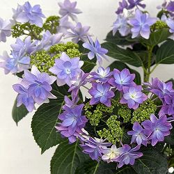 [春の鉢花予約]アジサイ：ハッピー＆ダンスパーティ（ブルー）2色植え 5号鉢植え