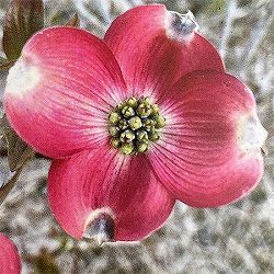 ハナミズキ：ルビーワイン2.5号ポット