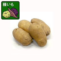 ジャガイモの種いも：メークイン1kg 2袋セット（合計2kg）