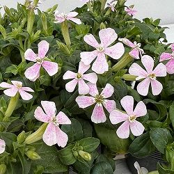 シレネ：カロリニアーナ　桃色ポルカ3.5号ポット