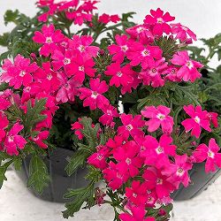 バーベナ：マジェラナ ディープローズ3.5号ポット