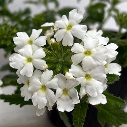 バーベナ：マジェラナ ホワイト3.5号ポット