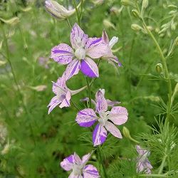 チドリソウ（千鳥草・ラークスパー）：かぐや姫3.5号ポット 6株セット