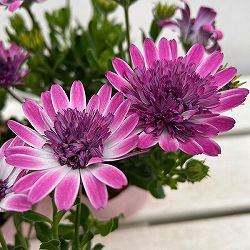 オステオスペルマム：バイカラーコンチェルト3.5号ポット