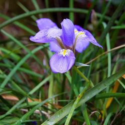 アヤメ：寒咲きアヤメ3.5号ポット*