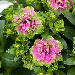 [26年3月中下旬予約]ペチュニア：プチヴェルデ　プチローザヴェルデ3.5号ポット