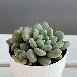 エケベリア：キャビア　2.5号ポット