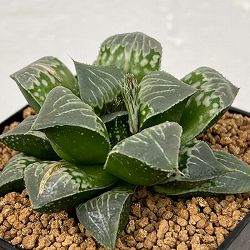 ハオルチア：交配シリーズ（夕焼けバディア×チェリーブロッサム）　3号鉢植え