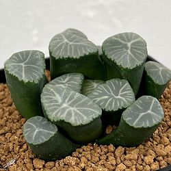 ハオルチア：交配シリーズ（ドラゴン錦×丹頂）　3号鉢植え