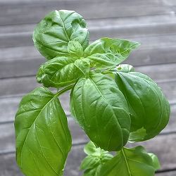 スィートバジル3-3.5号ポット*