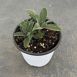 クッキングハーブ：コモンセージ3.5号ポット