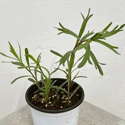 クッキングハーブ：ハイブリット フレンチタラゴン3.5号ポット