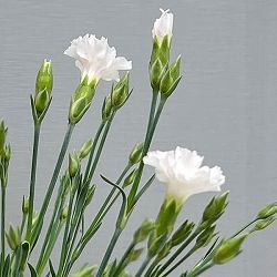 ナデシコ（四季咲きナデシコ）：極小輪・白雪姫ホワイト2.5号ロングポット