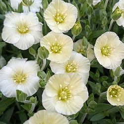 アレナリア：レモンサマー3-3.5号ポット 3株セット[2月～5月頃開花 爽やかなレモンイエローのカーペットのような可憐な花]