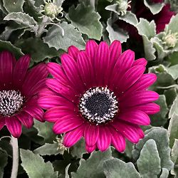 アークトティス：マジック　フクシア3.5号ポット