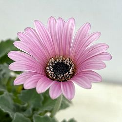 アークトティス：マジック　ピンク3.5号ポット