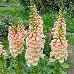 ジギタリス：ダルメシアンピーチ4号ポット