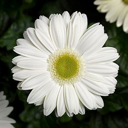 ガーベラ：ベンガル　ホワイト3.5号ポット 3株セット