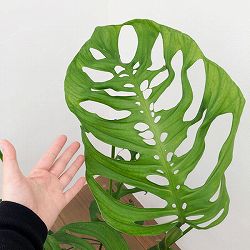 モンステラ：エピプレムノイデス エスケレート　8号鉢植え
