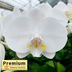 ミディコチョウラン：シルキー2本立ち4号陶器鉢植え